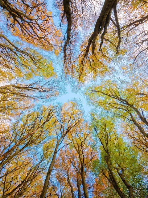 Das Bild zeigt ein Blätterdach aus Bodenperspektive.