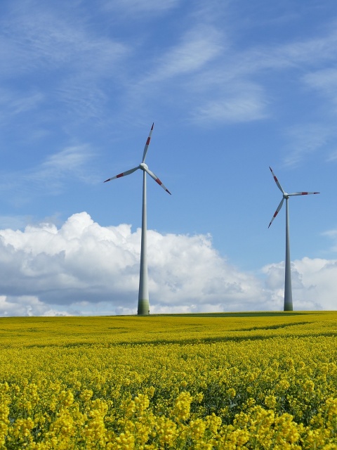 Klimapolitik_Windkraft im Rapsfeld