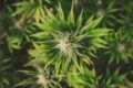 Cannabis-Legalisierung bringt halbe Milliarde jährlich